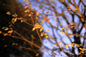 東京散歩　夜明け前の汐留湾岸地区