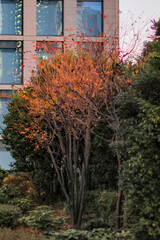 東京散歩　夜明け前の汐留湾岸地区