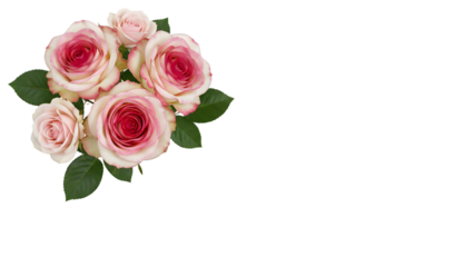 bouquet of pink roses on transparent background