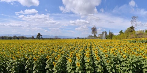 panorama field of sunflowers
