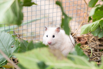 Syrian hamster. Cute animal in nature