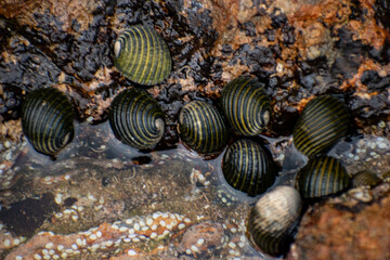 Costate Nerite sea snails (Nerita costata) gathered on a wet rocky surface, showcasing marine gastropod mollusks from the Neritidae family in a natural habitat.