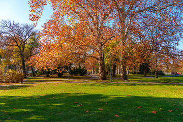 A city park on a bright autumn morning, sunlight and shadows, yellow and golden autumn leaves on the trees, beautiful nature.