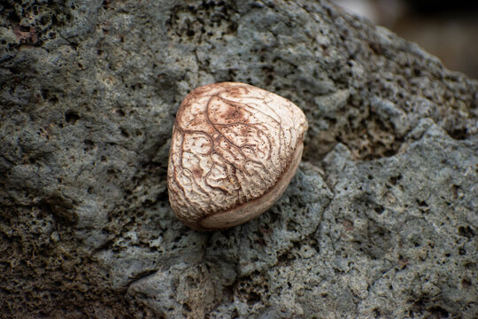 Pangium seed placed on a natural stone surface, showcasing rough texture and organic form, commonly known as kepayang or kluwak, photofraphed in natural light.