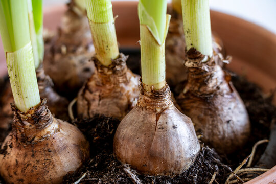 wild daffodil bulbs, Narcissus pseudonarcissus , Amaryllidaceae family, Mallorca, Balearic Islands, Spain