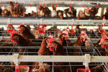 Charming Chickens in Commercial Laying Hen House © Gatot