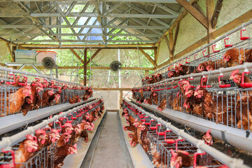 Thousands of Chickens Carefully Raised on Farms for Egg Production