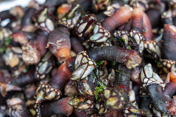 barnacles for sale (Pollicipes pollicipes) cirriped crustacean, covered fish market of the souk, souk market ,Tangier, Morocco, North Africa
