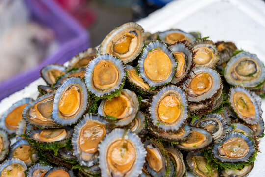 Patella limpets, marine gastropod mollusks, covered fish market of the souk, souk market ,Tangier, Morocco, North Africa