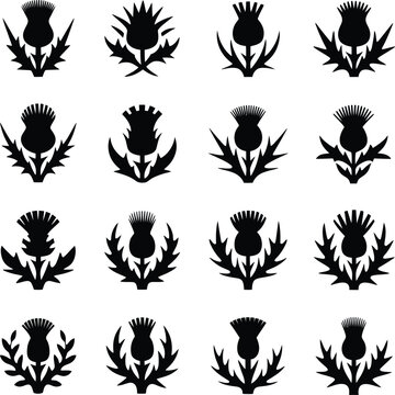 Thistle Flower Silhouette Icon Set Vector Collection