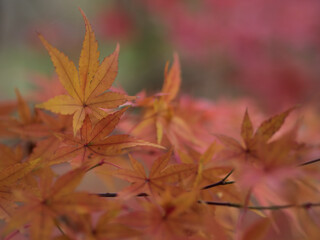 12月に赤く色付いたモミジ