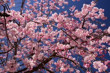 満開の桜につつまれる舞鶴城