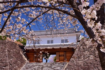 満開の桜につつまれる舞鶴城