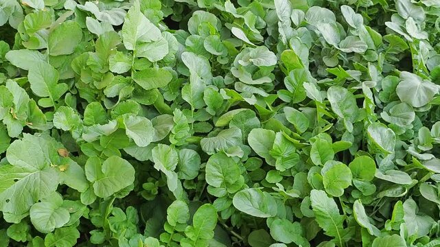 radish plantation
