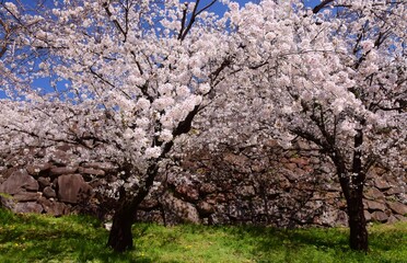 満開の桜につつまれる舞鶴城