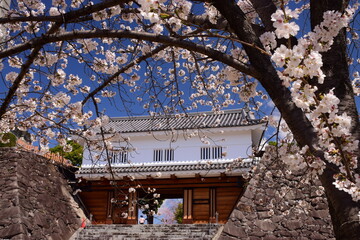 満開の桜につつまれる舞鶴城