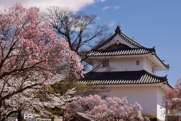 満開の桜につつまれる舞鶴城