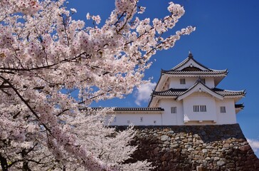 満開の桜につつまれる舞鶴城