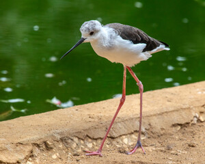 Black-winged Stilt