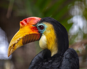 Wrinkled Hornbill Bird