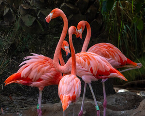 Pink Flamingos