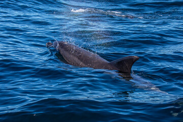 Obraz premium Bottlenose Dolphin in the Atlantic Ocean