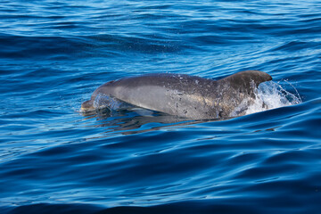 Obraz premium Bottlenose Dolphin in the Atlantic Ocean