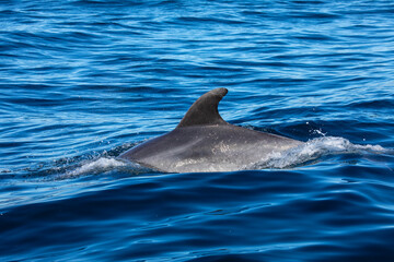 Obraz premium Bottlenose Dolphin in the Atlantic Ocean
