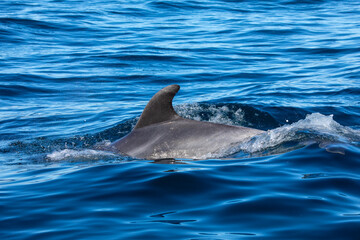 Fototapeta premium Bottlenose Dolphin in the Atlantic Ocean