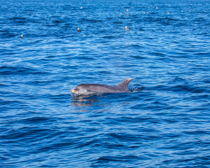 Bottlenose Dolphin in the Atlantic Ocean © chrisdorney