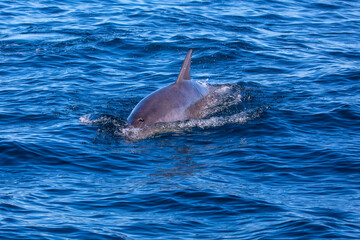 Obraz premium Bottlenose Dolphin in the Atlantic Ocean