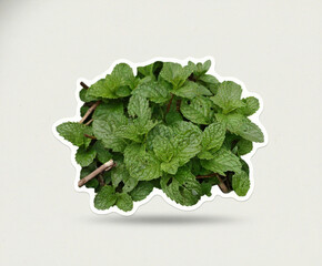 mint leaves sticker