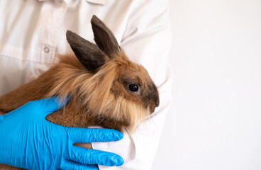 checking the rabbit in veterinary doctor. prevention and treatment of diseases in pet. examination, vaccination of animals in veterinary clinic. female vet with bunny in hand. banner copy space