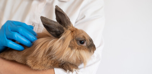 checking the rabbit in veterinary doctor. prevention and treatment of diseases in pet. examination, vaccination of animals in veterinary clinic. female vet with bunny in hand. banner copy space