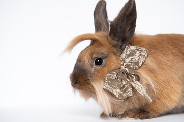 Cute rabbit wearing a large bow on its head, funny bunny on white background