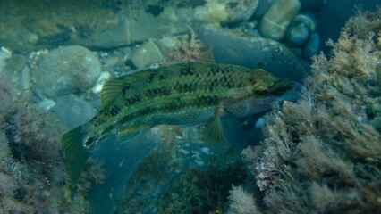 East Atlantic peacock wrasse (Symphodus tinca) undersea, Ligurian Sea, Italy, Imperia