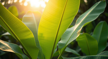 Banana leaves glowing in warm sunrise light with vibrant green tropical foliage and soft sun flare in lush garden background