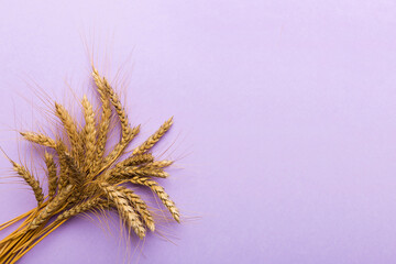 Obraz premium Sheaf of wheat ears close up and seeds on colored background. Natural cereal plant, harvest time concept. Top view, flat lay with copy space. world wheat crisis
