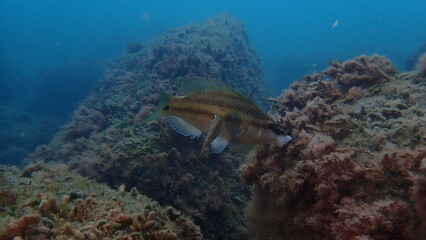 East Atlantic peacock wrasse (Symphodus tinca) undersea, Ligurian Sea, Italy, Imperia