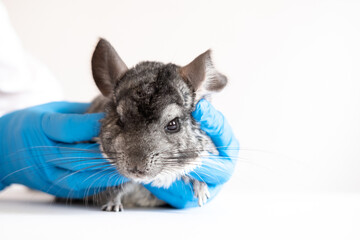 Veterinarian doctor examining cute chinchilla with stethoscope at white table, closeup