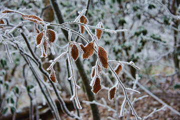 Rime ice on a trees, winter in Huangshan National Park, Anhui, China