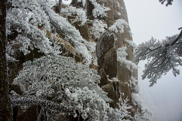 Rime ice on a trees, winter in Huangshan National Park, Anhui, China