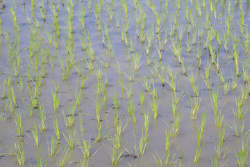 green rice field as nature background