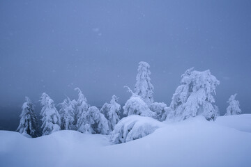 Fototapeta premium Snow covered trees in winter mountains under overcast sky. Minimal snowy landscape with calm frozen nature