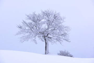 Lonely frozen tree on a snowy hill in winter mountains. Minimal snowy landscape in soft twilight
