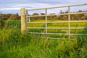 Fototapeta premium Metal field gate and fence at entrance to rural farm pasture