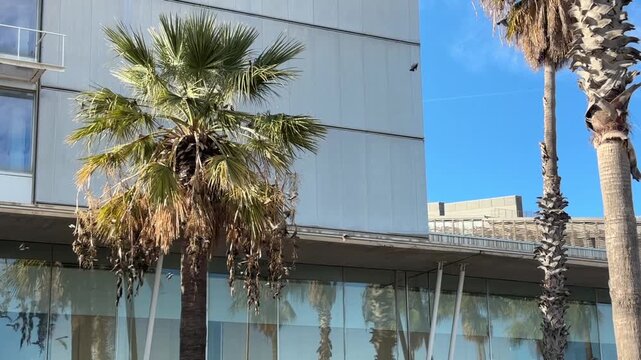 large flock of birds parakeet flying chaotically around a green palm tree near a building with glass windows under a bright blue sky in the city representing urban nature and wildlife during summer. 