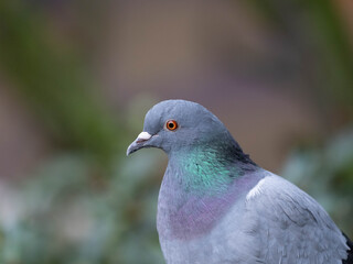 Portait of a normal City Dove - Abandoned Animals but Beautiful High quality photo