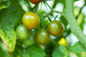 Fototapeta premium Fresh green tomato. Tomato plant and leaves