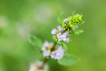 Fototapeta premium Peppermint flowers. Mint branch Herbal medicine